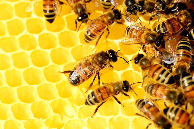 What Are The Different Types Of Mead