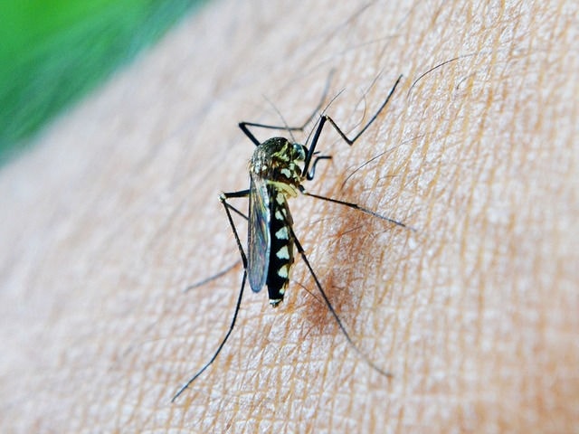 malaria is carried by the mosquito